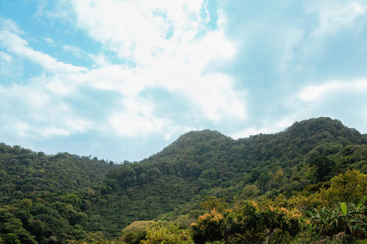 10 Reasons Why Central and South American Coffees Are Unrivaled