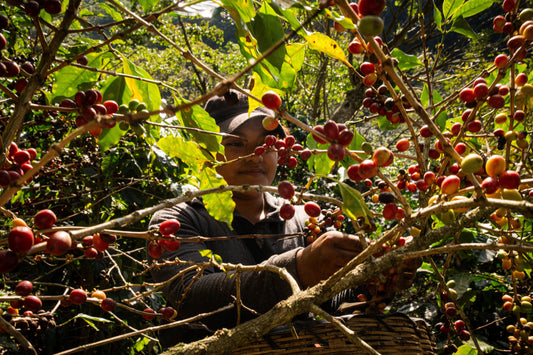Sipping on Culture: The Singular Charm and Flavors of Latin American Coffee
