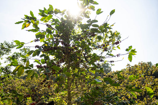 Exploring the Rich Heritage and Flavors of Mexican Coffee
