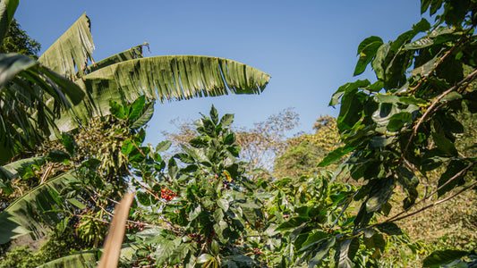 Unveiling the ‘Green / Vegetative’ Flavor in Coffee: A Professional Guide