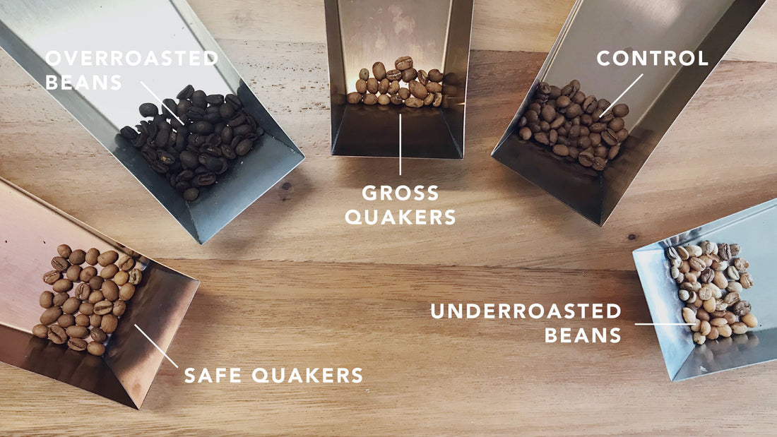 Defective Coffee Beans: The Hidden Villains That Ruin Your Cup
