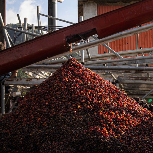 El Salvador Coffee Cascara